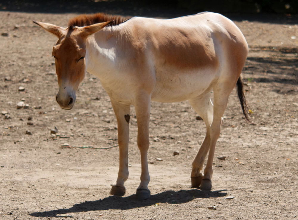 Persian Onager