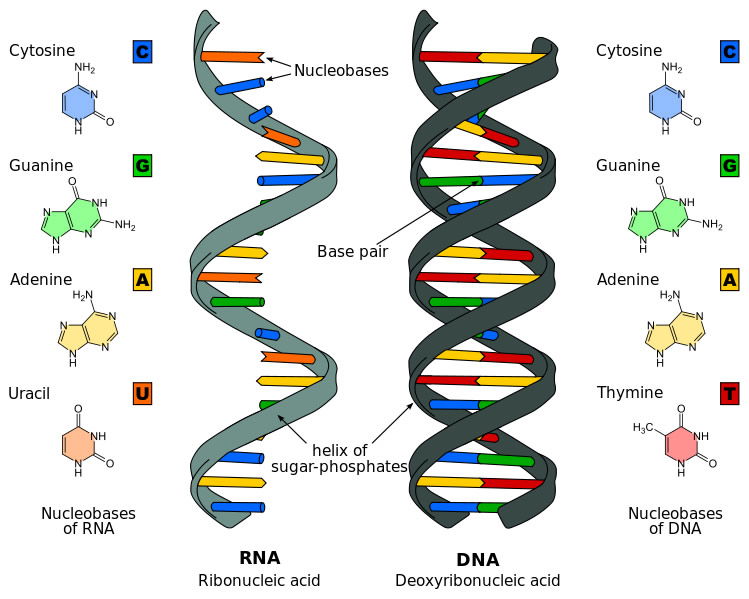 RNA and DNA