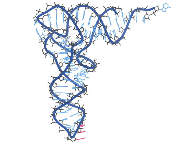 tRNA