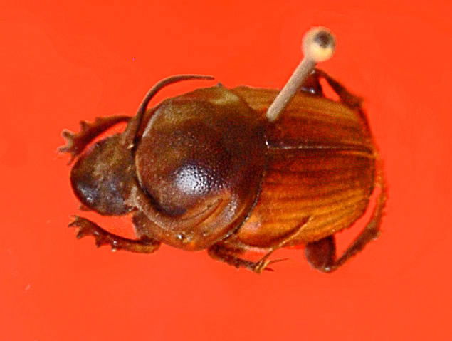 Male Horned Scarab Beetle