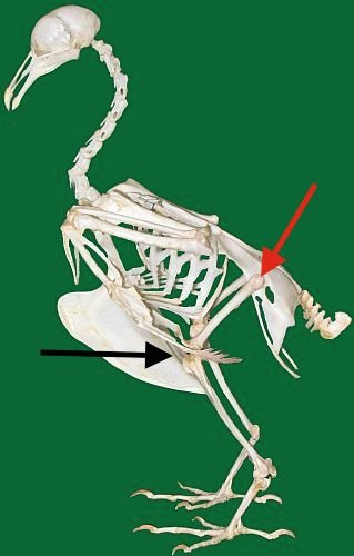 Pigeon skeleton