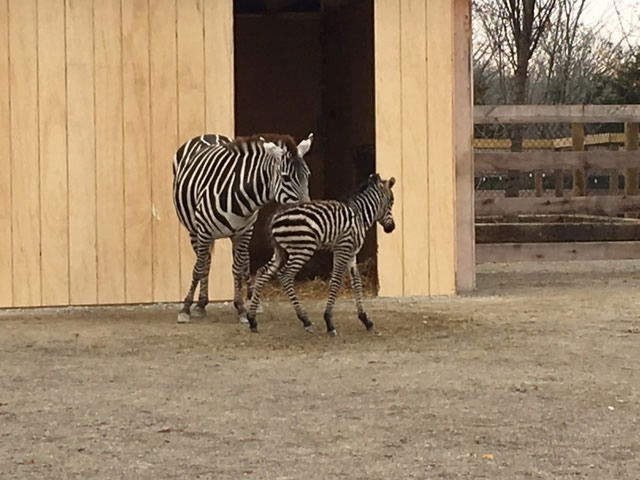 Zillah’s Foal