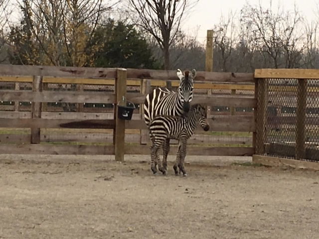 Zillah’s Foal