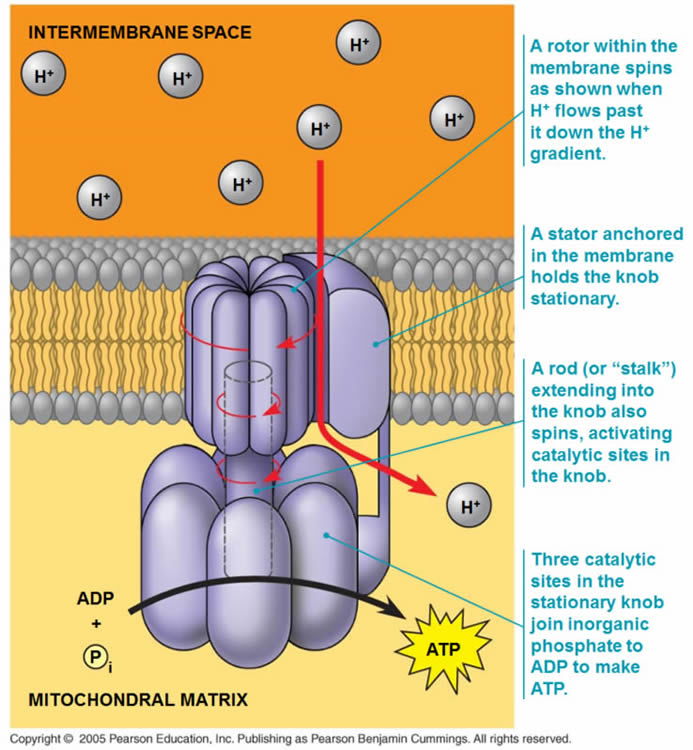 ATP Synthase