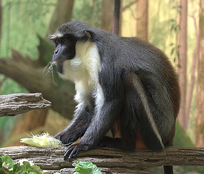 Cercopithecus diana