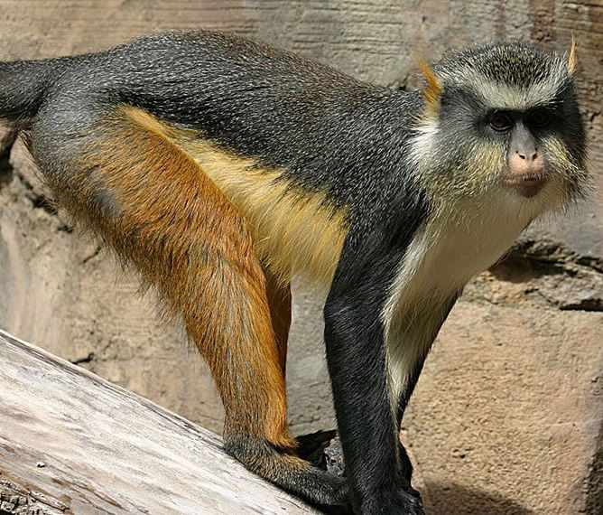 Cercopithecus wolfi