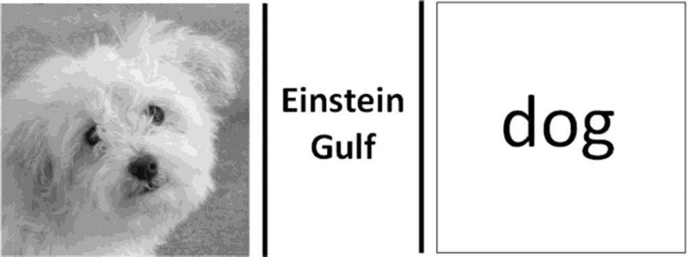 Einstein Gulf: Dog