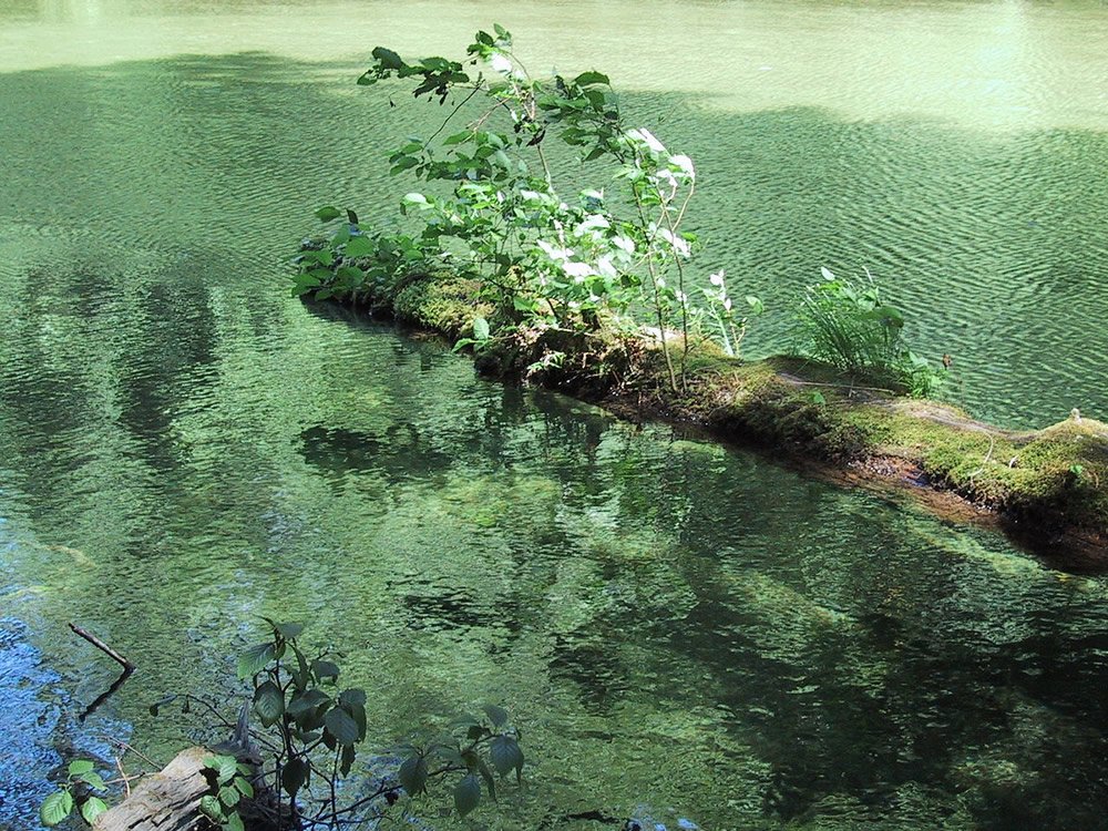 Dead Floating Log with Growing Plants