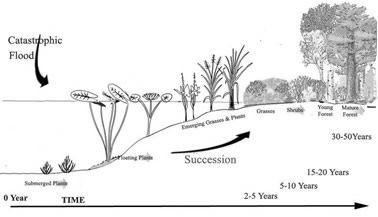 Vegetation Succession