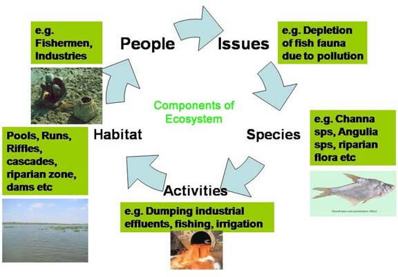 Ecosystem Components