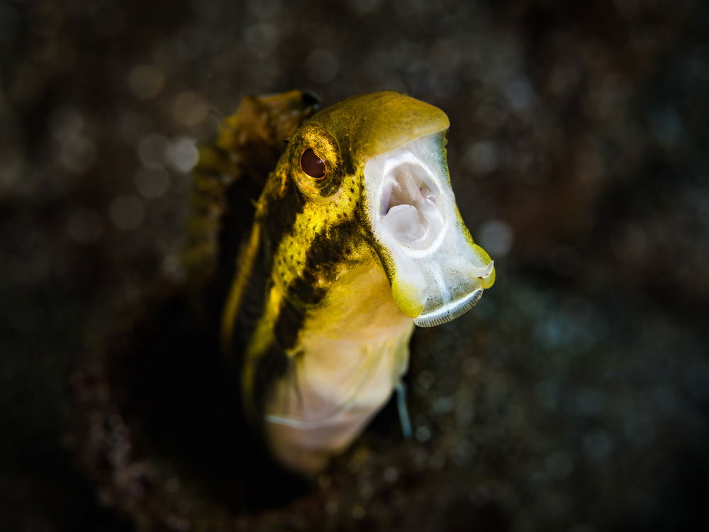 Big vegetarians of the reef drive fish evolut