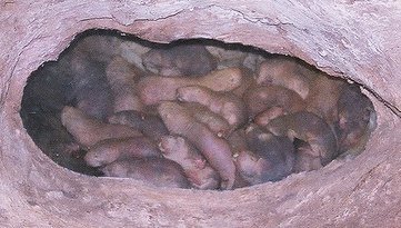 Naked Mole-Rat Burrow