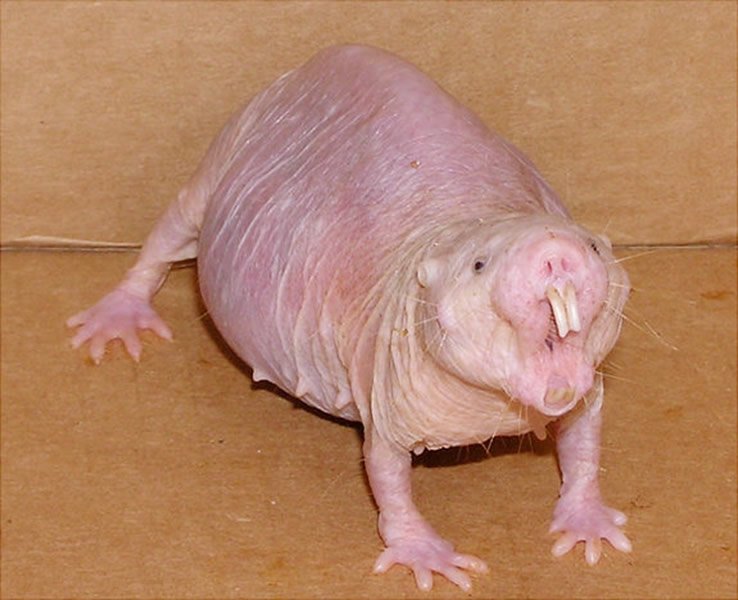 Naked Mole-Rat