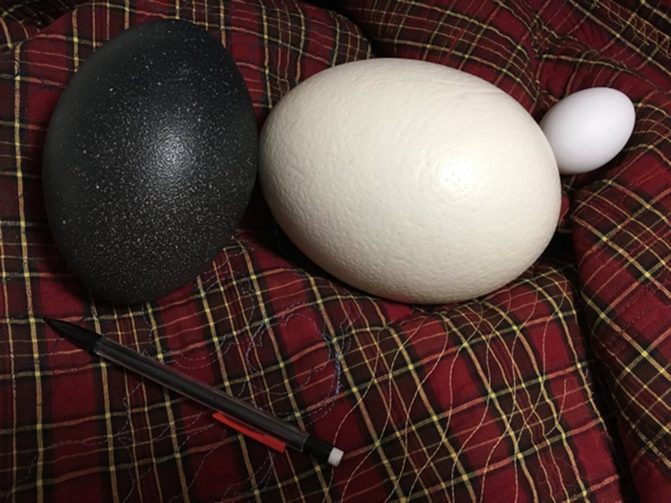 Eggs: Emu, Ostrich, and Chicken