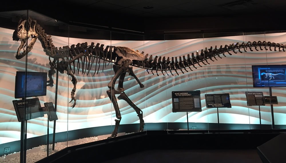 Allosaur Fossil at the Creation Museum