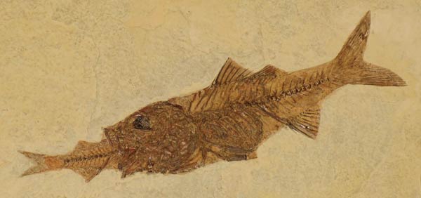 Fossilized Fish on Display at the Creation Museum