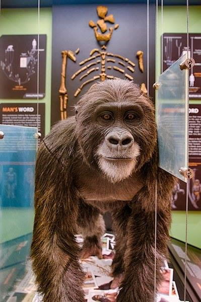 Lucy Display at the Creation Museum