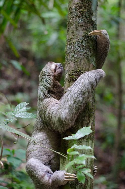 Sloth Climbing Tree