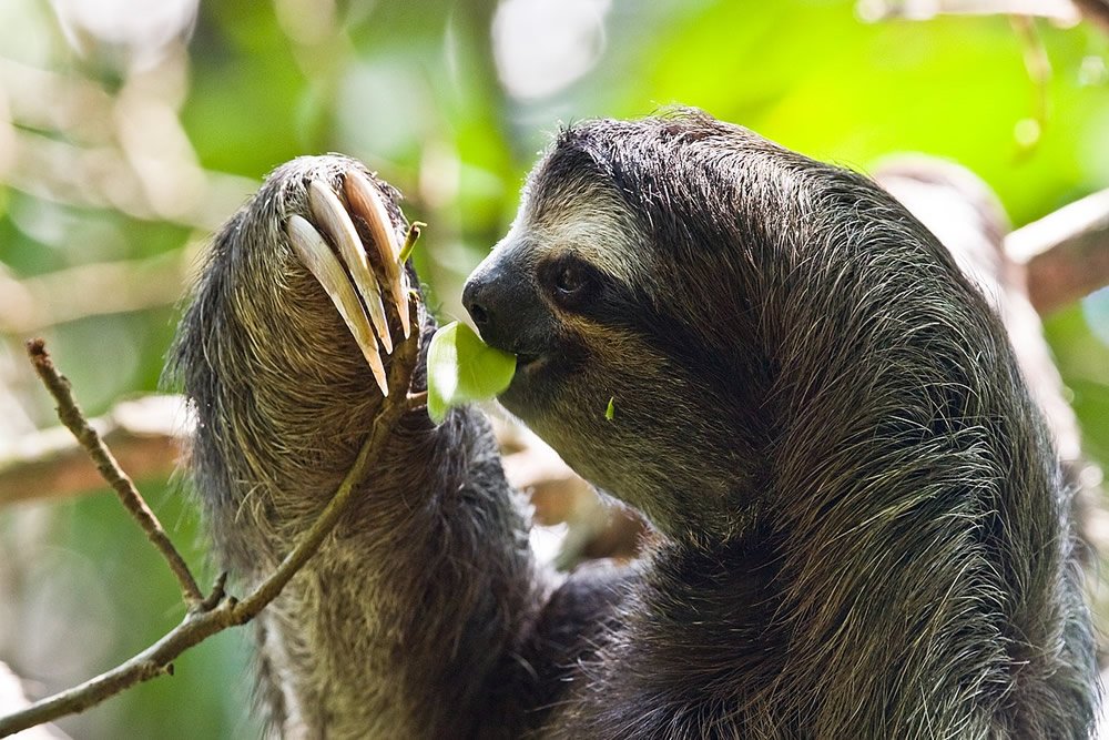 Sloth Eating Leaf