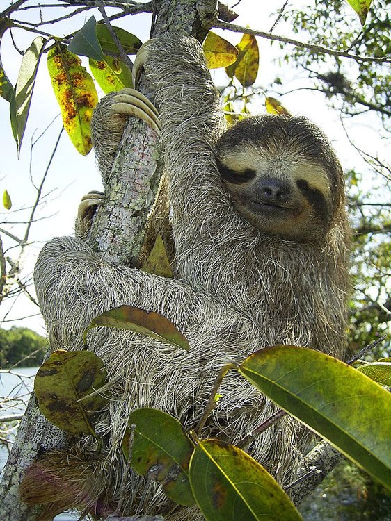 Sloth Hanging on Tree