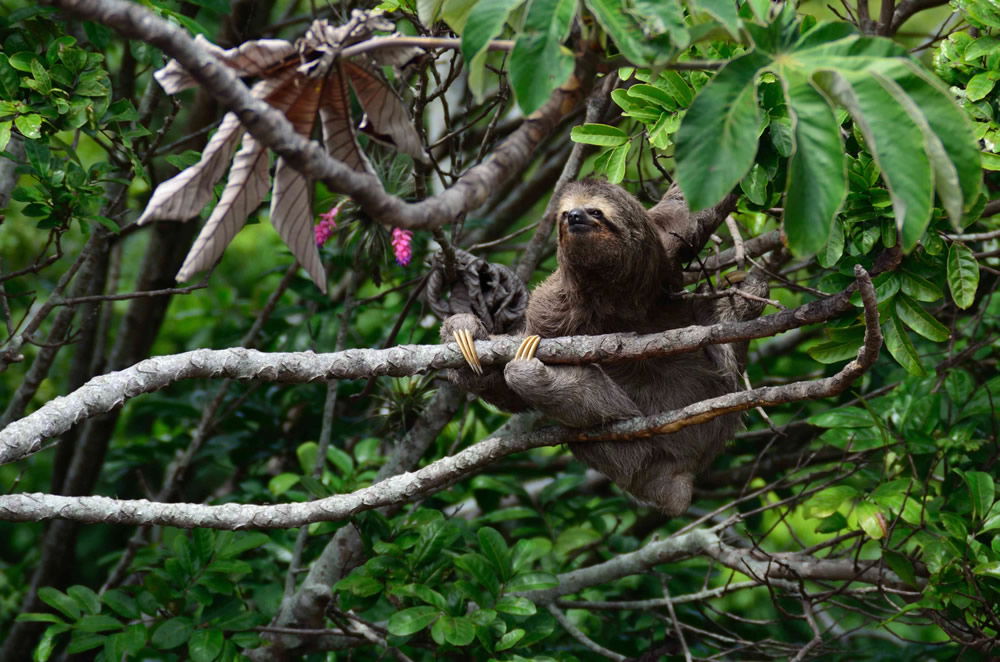 Sloth Perched in Tree