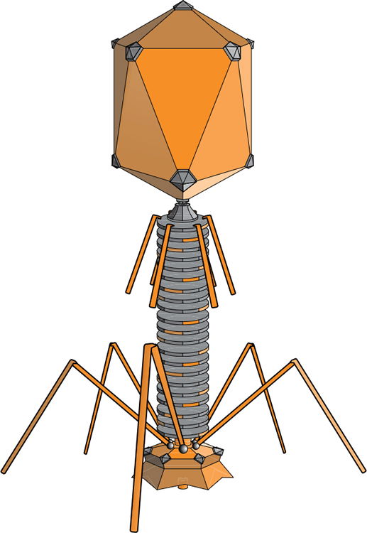 Artistic rendering of T4 bacteriophage