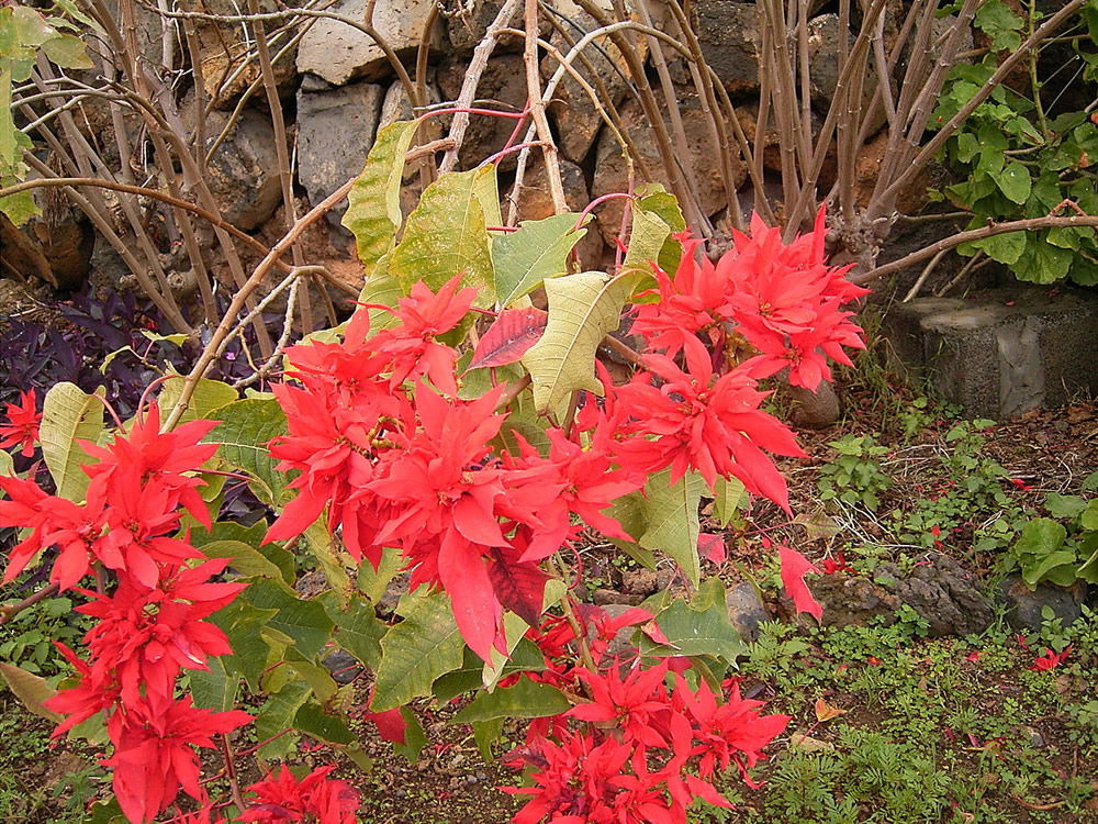 Euphorbia pulcherrima