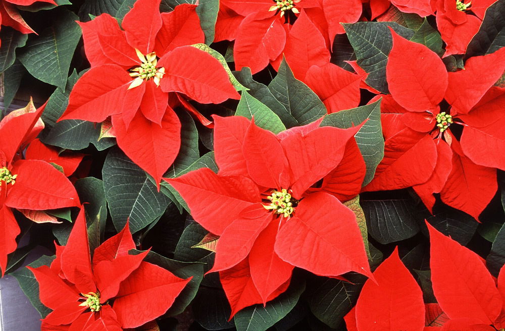 Poinsettia Plants