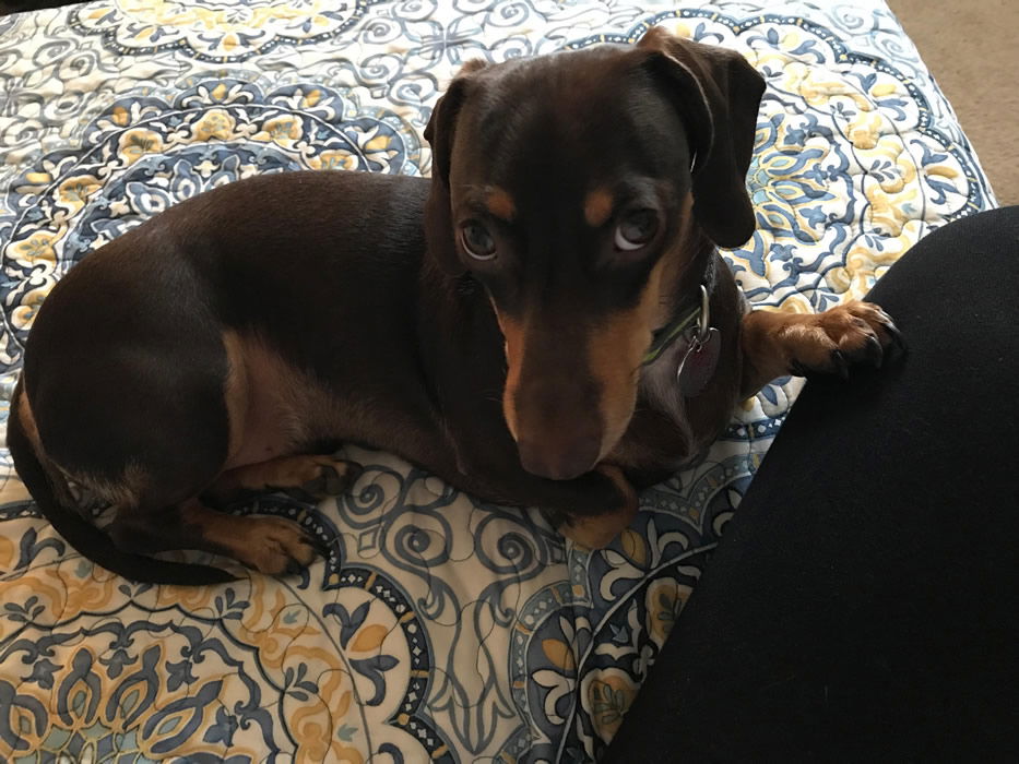 Dudley the Dachshund