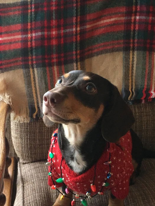 Dudley the Dachshund