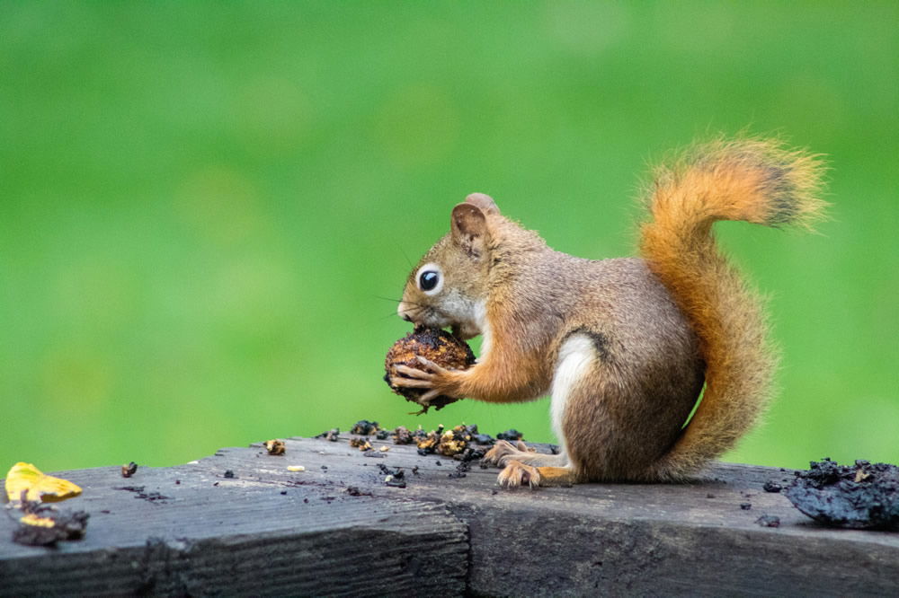 Do Squirrels Eat Acorns