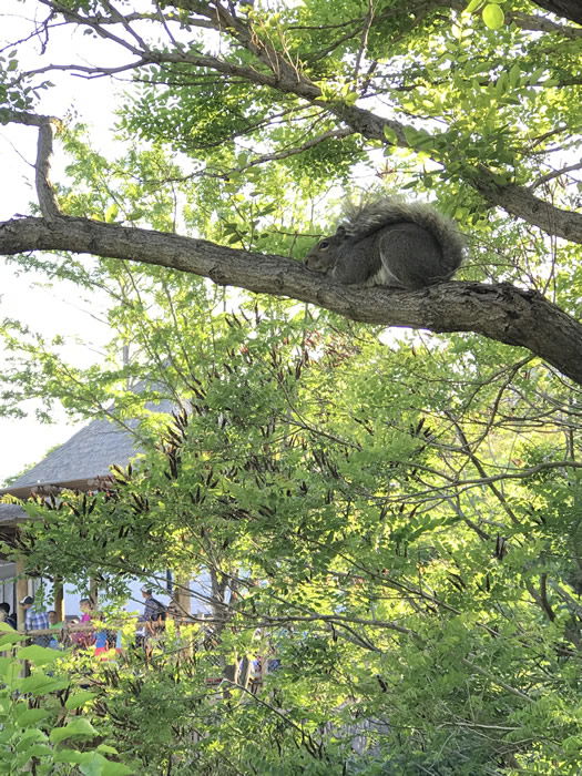 Squirrel on Branch