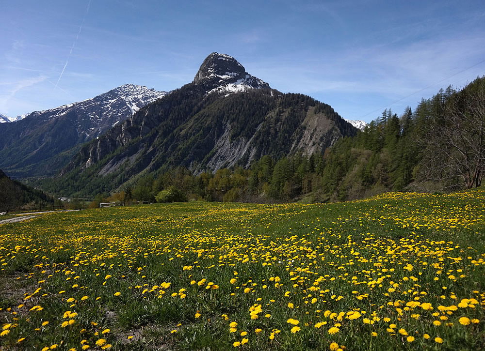 Dandelions