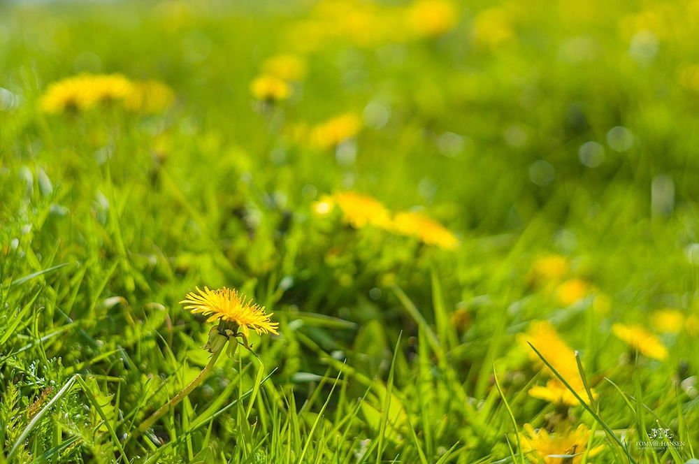 Dandelions