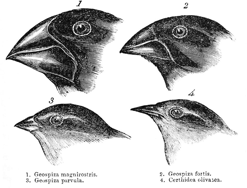 Darwin’s Finches by Gould