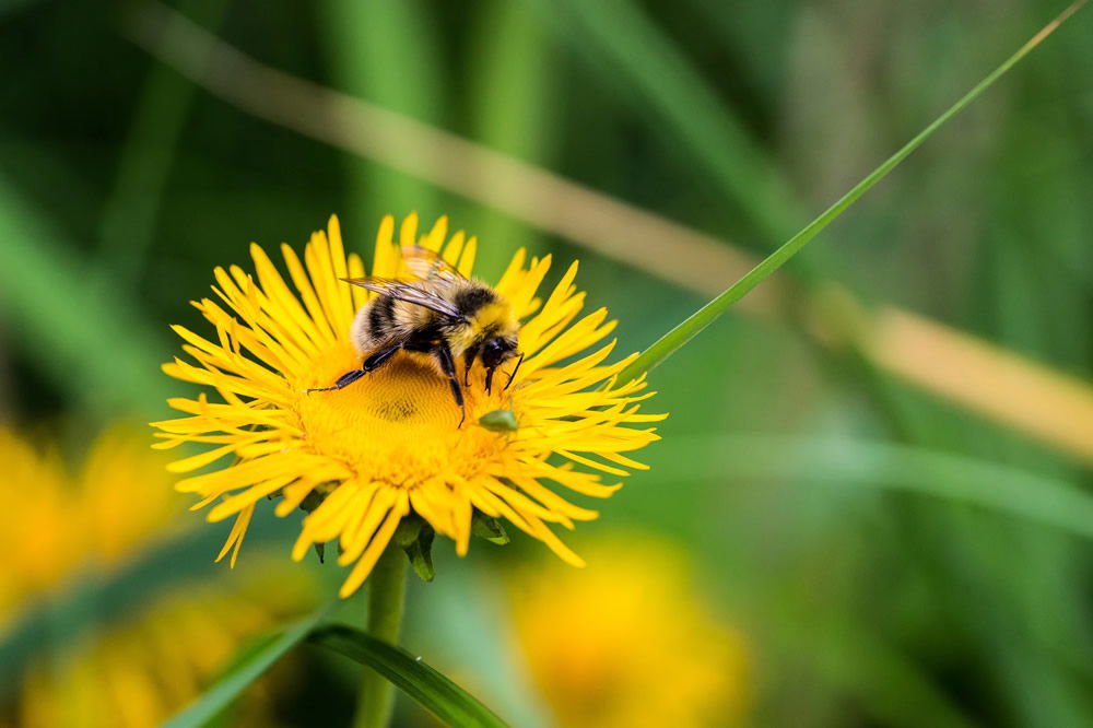 Honeybee on Dandelion