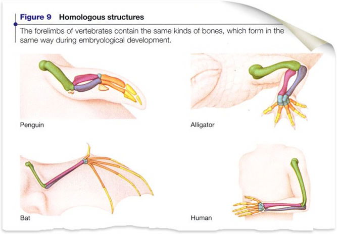 Homologous Structures