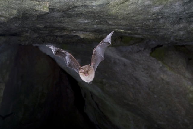 Lesser Horseshoe Bat