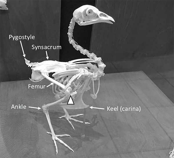 Figure 1.2