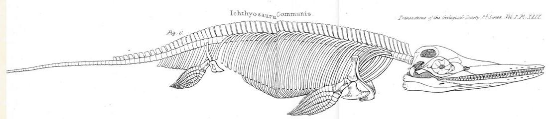 Diagram of the skeletal anatomy of Ichthyosaur communis