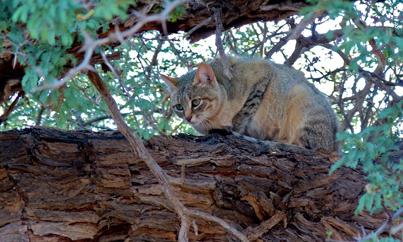 African Wildcat