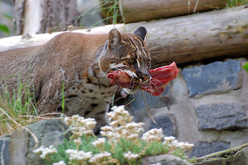 Asian Golden Cat 1