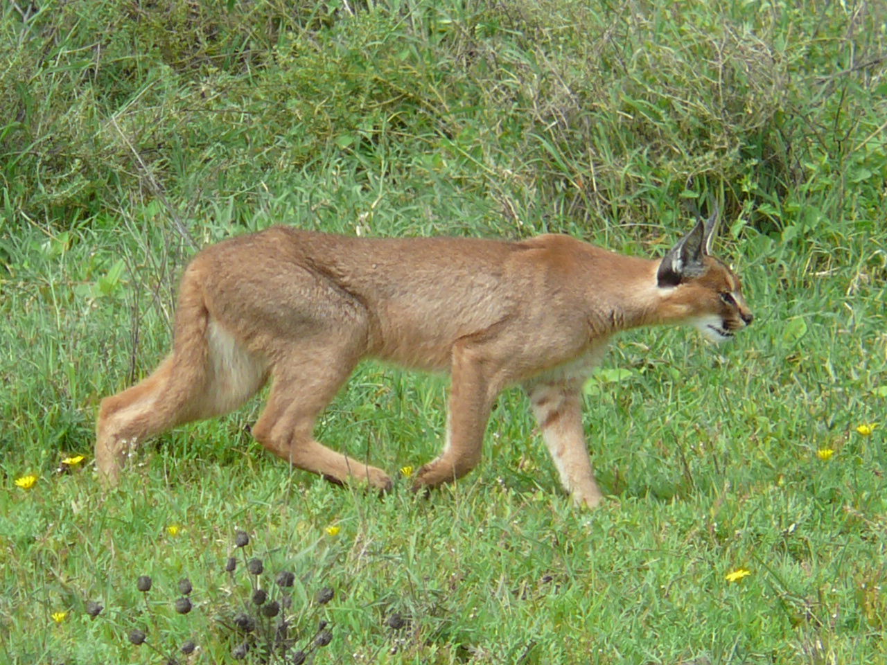 Caracal