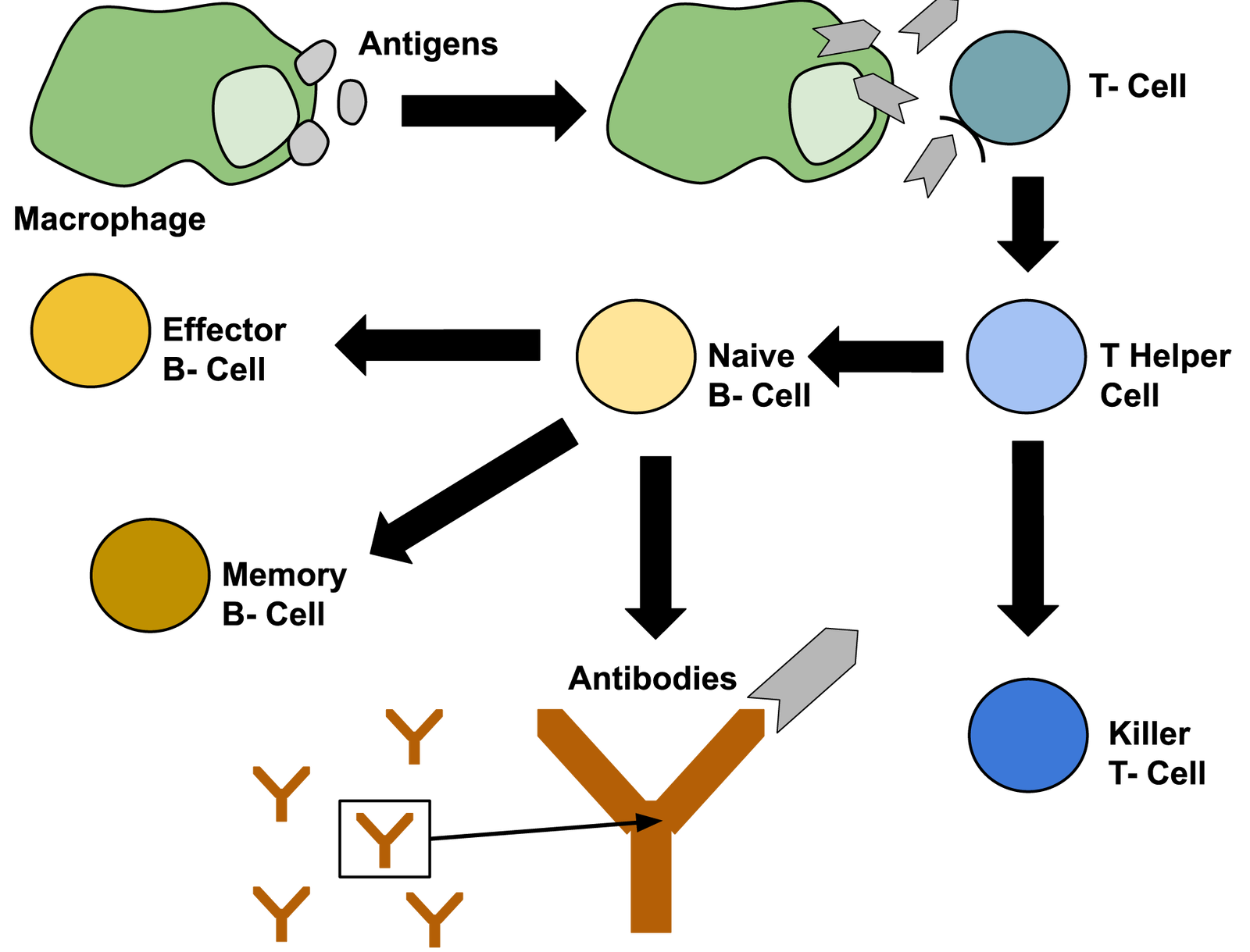 Immune Response Chart