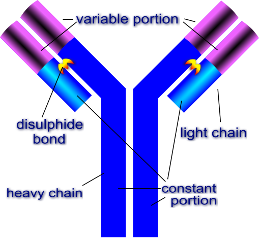 Fig. 2b