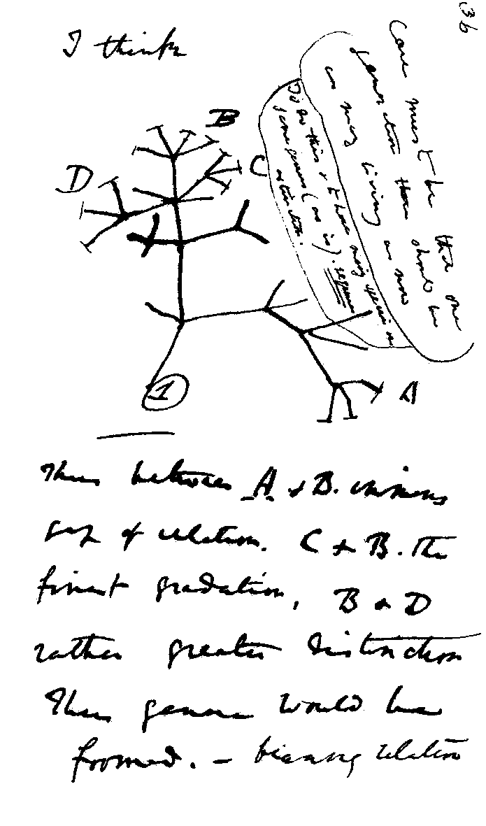 Darwin's tree