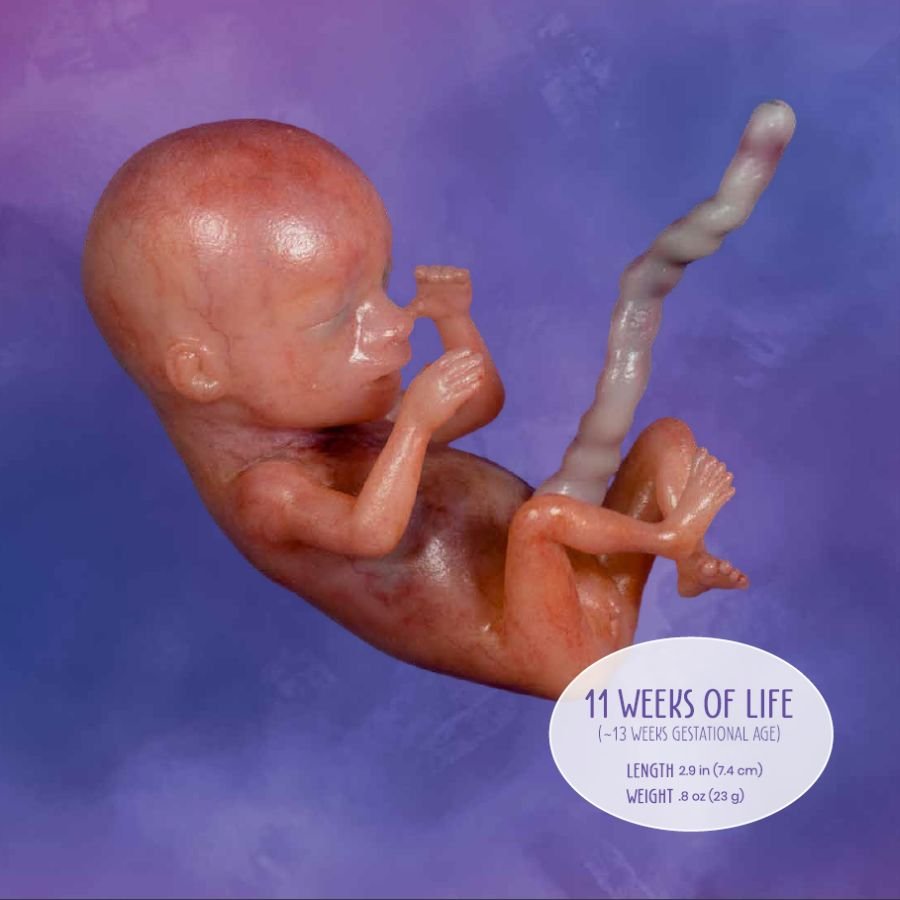 Week 11 in the Life of Unborn