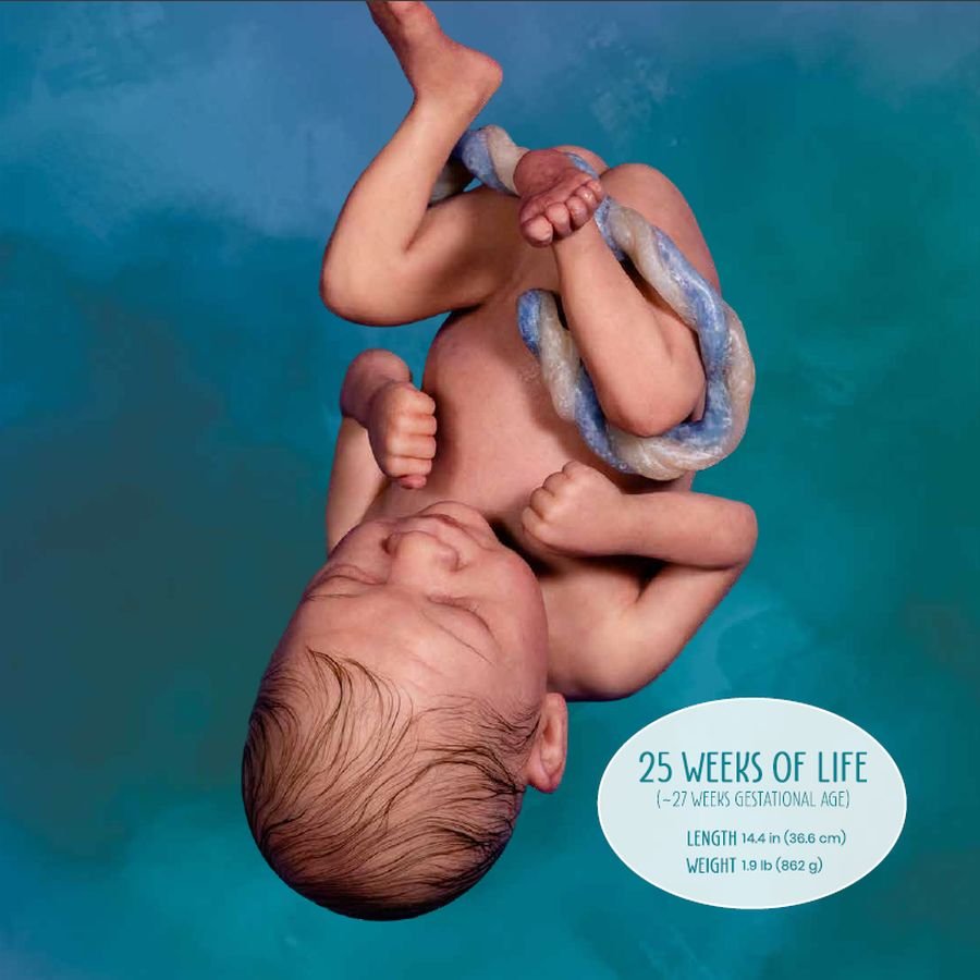 Week 25 in the Life of Unborn