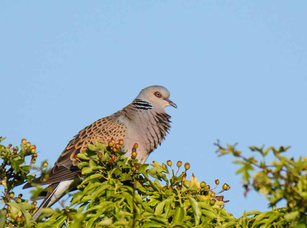 Turtle Dove