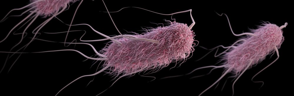 A New Spin On The Bacterial Flagellum Its Normal Niche And 